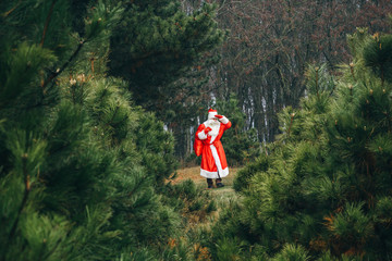 santa claus in the forest