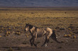 Horse galloping through a desert landscape