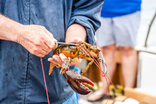 Maine Lobster Boat Demo, How-to Catch And Band Lobster From Trap, Handheld Lobster