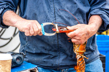 Maine Lobster Boat Demo, How-to Catch And Band Lobster From Trap, Handheld Lobster