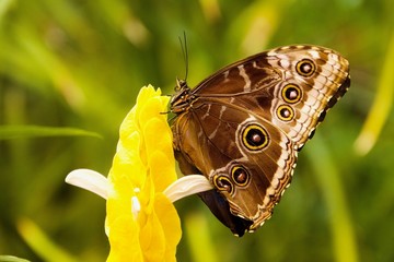 butterfly on flower