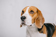 adorable purebred beagle dog isolated on grey