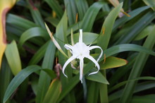 Hymenocallis Littoralis Beach Spider Lily Plant With White Flower