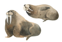 A Brown Warlush. Splashes Sketch Of Wild Ocean North Animals