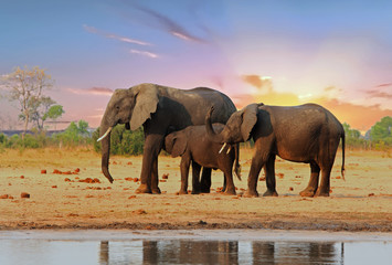 Wall Mural - Family of Elephants with a nice sunset sky.  Elephan Calf is swuckling rom it's Mum. Hwange National Park, Zimbabwe