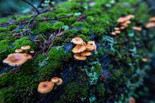 Mushrooms Lichen And Moss On Fallen Tree