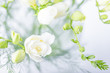 Beautiful white freesia flowers. Top view, toned photo
