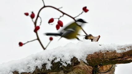 Wall Mural - great tit in winter time near feeder