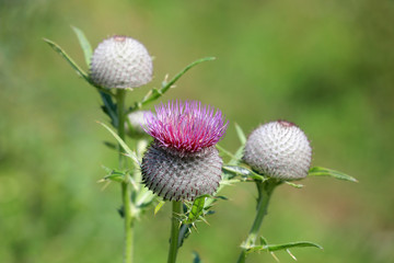 Wall Mural - prickly thistle flower on green meadow soft photo