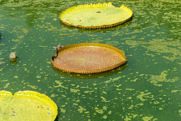 Wall Mural - Victoria water lily (Victoria amazonica), the largest of the Nymphaeaceae family of water lilies