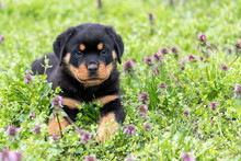 Small Rottweiler Puppy Lying Outdoors