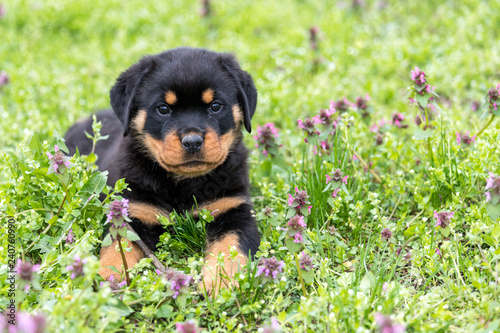 Fotografía Small rottweiler puppy lying outdoors