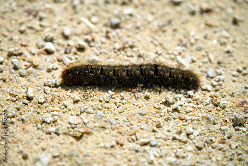 Chenille Urticante Stock Photo Adobe Stock Chenille Urticante Stock Photo Adobe Stock