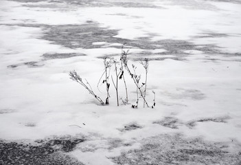 Wall Mural - Dry grass on a snowy background.