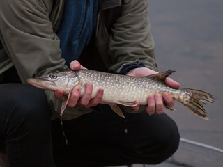 fisherman holds small northern pike (esox lucius), czech republic