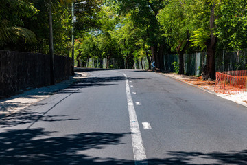 road in forest