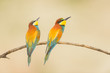 © ADDICTIVE STOCK - Birds standing on tree branch