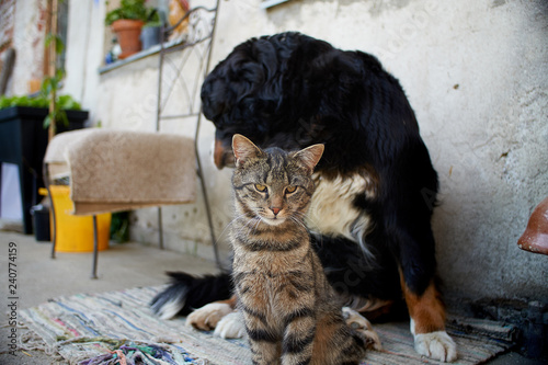 Bernese Mountain Dog With A Cat Cute Buy This Stock Photo And