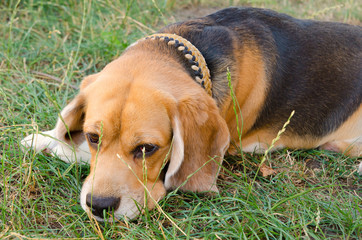 beagle dog