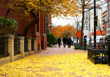 Golden Autumn In Washington, D.C., United States