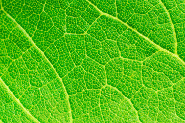 green leaf