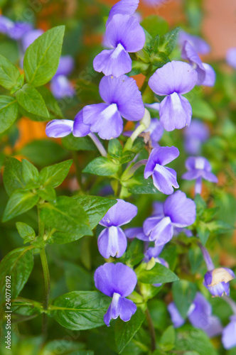 Fotografie, Tablou Brazilian snapdragon or amazon blue violet flowers