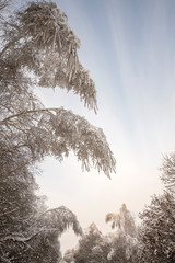 Wall Mural - Birches bent under the weight of snow