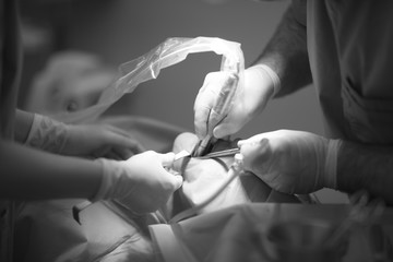 Wall Mural - The hands of the dentist and his assistant with the tool during the dental surgery