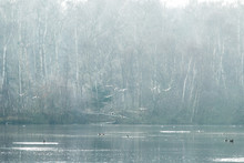 Ducks Flying Over Frosty Morning Lake