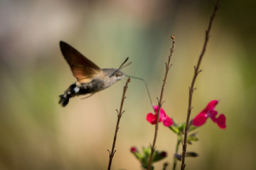 Canvas Print - Closeup of a flower drinker moth