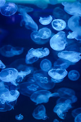 beautiful jellyfish, medusa in the neon light with the fishes. underwater life in ocean jellyfish. e