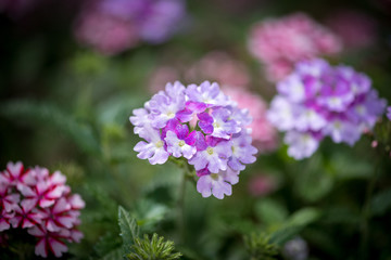 Wall Mural - Macro photos of flowers at home