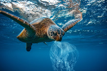 Water Environmental Pollution Plastic Problem Underwater Animal