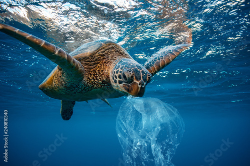 Fotomural Water Environmental Pollution Plastic Problem Underwater animal