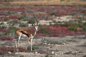 Sticker - Springbok (Antidorcas marsupialis) grazing in the savannah