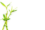 Fototapeta Fototapety do sypialni na Twoją ścianę - Bamboo shoot. Bamboo stem and leaves on white background top view copy space