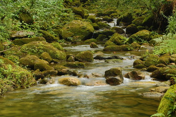 stream in forest