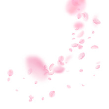 Sakura Petals Falling Down. Romantic Pink Flowers 