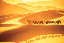 Desert Camels Team