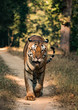 Head on shot of a bengal tiger walking along a jungle path in India