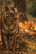 Portrait of a beautiful bengal tigress