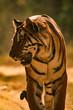 Head on shot of a bengal tiger walking along a jungle path in India