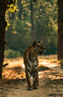 Habitat shot of bengal tiger walking along a jungle path
