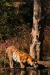 Bengal tiger drinking water from a waterhole