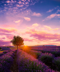 Wall Mural - Tree in lavender field at sunset in Provence, France