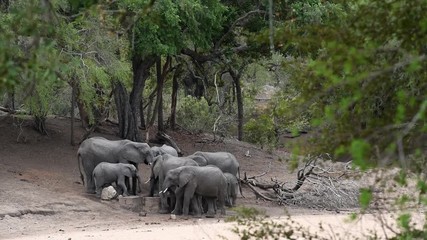 Wall Mural - A group of African Elephants (Loxodonta africana) drinking from an artificial waterhole in South Africa during a large drought