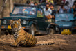Showstopper A male tiger roadblock inside a jungle at Ranthambore Tiger Reserve, India