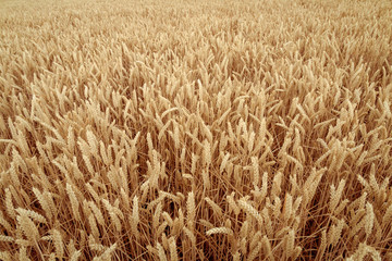 Close Up Of Crops