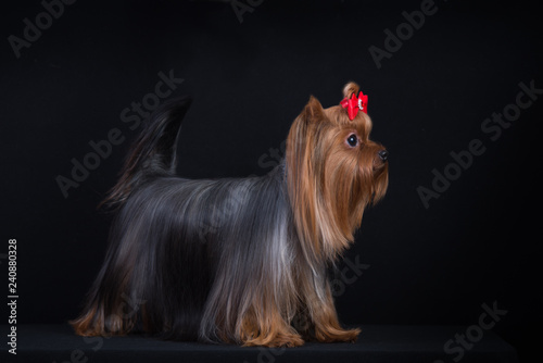 Foto Dog breed Yorkshire Terrier on a black background.