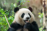 Fototapeta Zwierzęta - Giant panda eating bamboo,Wild Animals.